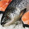 Cá hồi Nauy nguyên con(1kg)